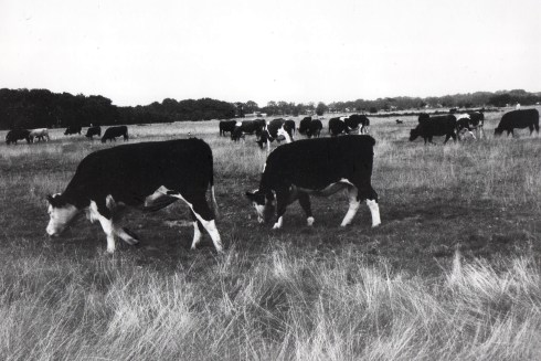 Cows_on_wanstead_flats