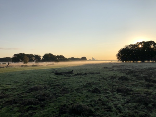Morning mist on Wanstead Flats